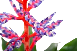Aechmea Blue Rain - Kokerbromelia - P12 H55 - Roze-Paars - Kamerplant -Kamerplanten Winkel aechmea blue rain kokerbromelia p12 h55 roze paars 6