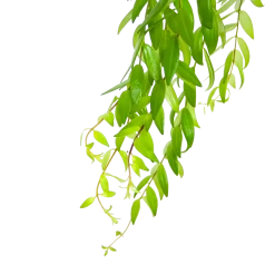 Aeschynanthus Japhrolepis - Lipstickplant - In Hangpot - P15 H20 - Kamerplant -Kamerplanten Winkel aeschynanthus japhrolepis lipstickplant in hangpot p15 6