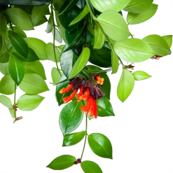 Aeschynanthus Monalisa - Lipstickplant - In Hangpot - P15 H20 - Kamerplant 6 Aeschynanthus Monalisa - Lipstickplant - In Hangpot - P15 H20 - Kamerplant -Kamerplanten Winkel aeschynanthus monalisa lipstickplant in hangpot p15 5