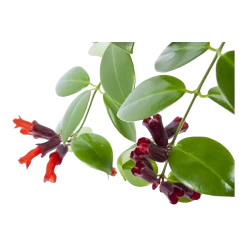 Aeschynanthus Monalisa - Lipstickplant - In Hangpot - P17 H40 - Kamerplant -Kamerplanten Winkel aeschynanthus monalisa lipstickplant in hangpot p17 h40 6