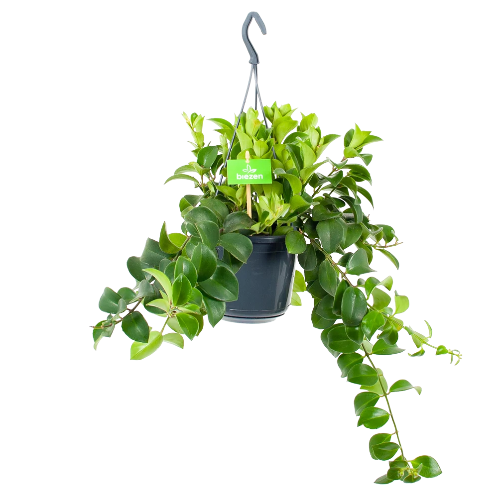 Aeschynanthus Monalisa - Lipstickplant - In Hangpot - P15 H20 - Kamerplant 1 Aeschynanthus Monalisa - Lipstickplant - In Hangpot - P15 H20 - Kamerplant