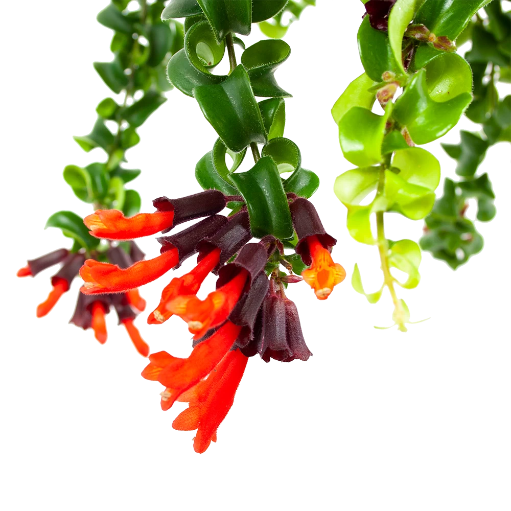 Aeschynanthus Rasta - Lipstickplant - In Hangpot - P15 H20 - Kamerplant 2 Aeschynanthus Rasta - Lipstickplant - In Hangpot - P15 H20 - Kamerplant - Afbeelding 2