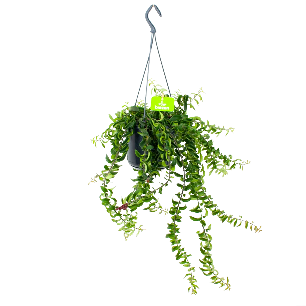 Aeschynanthus Twister - Lipstickplant - In Hangpot - P15 H20 - Kamerplant 1 Aeschynanthus Twister - Lipstickplant - In Hangpot - P15 H20 - Kamerplant