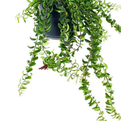 Aeschynanthus Twister - Lipstickplant - In Hangpot - P15 H20 - Kamerplant 2 Aeschynanthus Twister - Lipstickplant - In Hangpot - P15 H20 - Kamerplant - Afbeelding 2