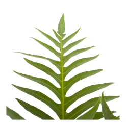 Aglaomorpha Jim - P19 H65 - Kamerplant -Kamerplanten Winkel aglaomorpha jim p19 h65 3