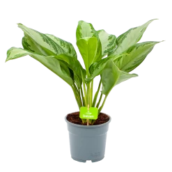 Aglaonema Freedman - P17 H60 - Kamerplant