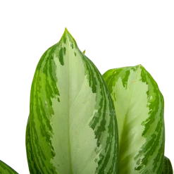 Aglaonema Freedman - P17 H60 - Kamerplant -Kamerplanten Winkel aglaonema freedman p17 h60 6 1