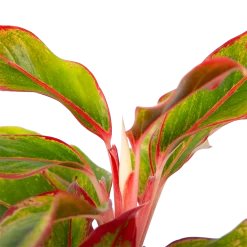 Aglaonema Light Star - P19 H35 - Kamerplant -Kamerplanten Winkel aglaonema light star p19 h35 4