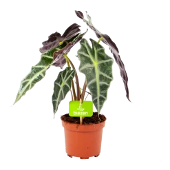 Alocasia Polly - Olifantsoor - P17 H50 - Kamerplant