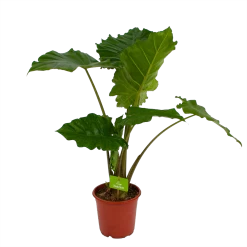 Alocasia Portodora - Olifantsoor - P21 H90 - Kamerplant