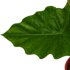 Alocasia Portodora - Olifantsoor - P21 H90 - Kamerplant -Kamerplanten Winkel alocasia portodora olifantsoor p21 h90 4