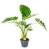 Alocasia Portodora - Olifantsoor - P35 H135 - Kamerplant