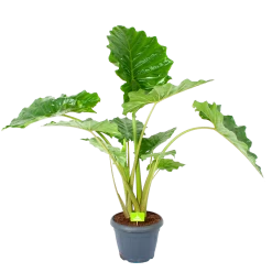 Alocasia Portodora - Olifantsoor - P35 H135 - Kamerplant