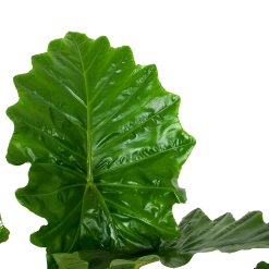 Alocasia Portodora - Olifantsoor - P35 H135 - Kamerplant 6 Alocasia Portodora - Olifantsoor - P35 H135 - Kamerplant -Kamerplanten Winkel alocasia portodora olifantsoor p35 h135 6 1