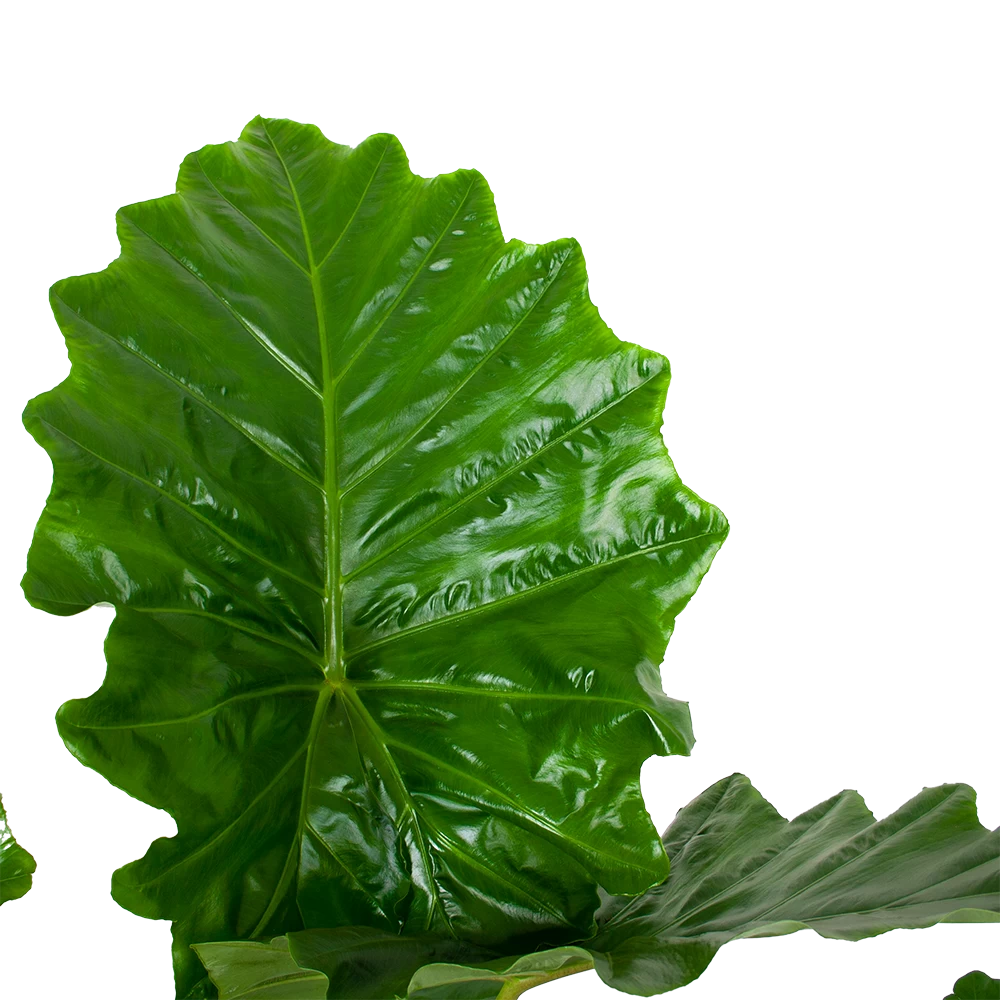 Alocasia Portodora - Olifantsoor - P35 H135 - Kamerplant 3 Alocasia Portodora - Olifantsoor - P35 H135 - Kamerplant - Afbeelding 3