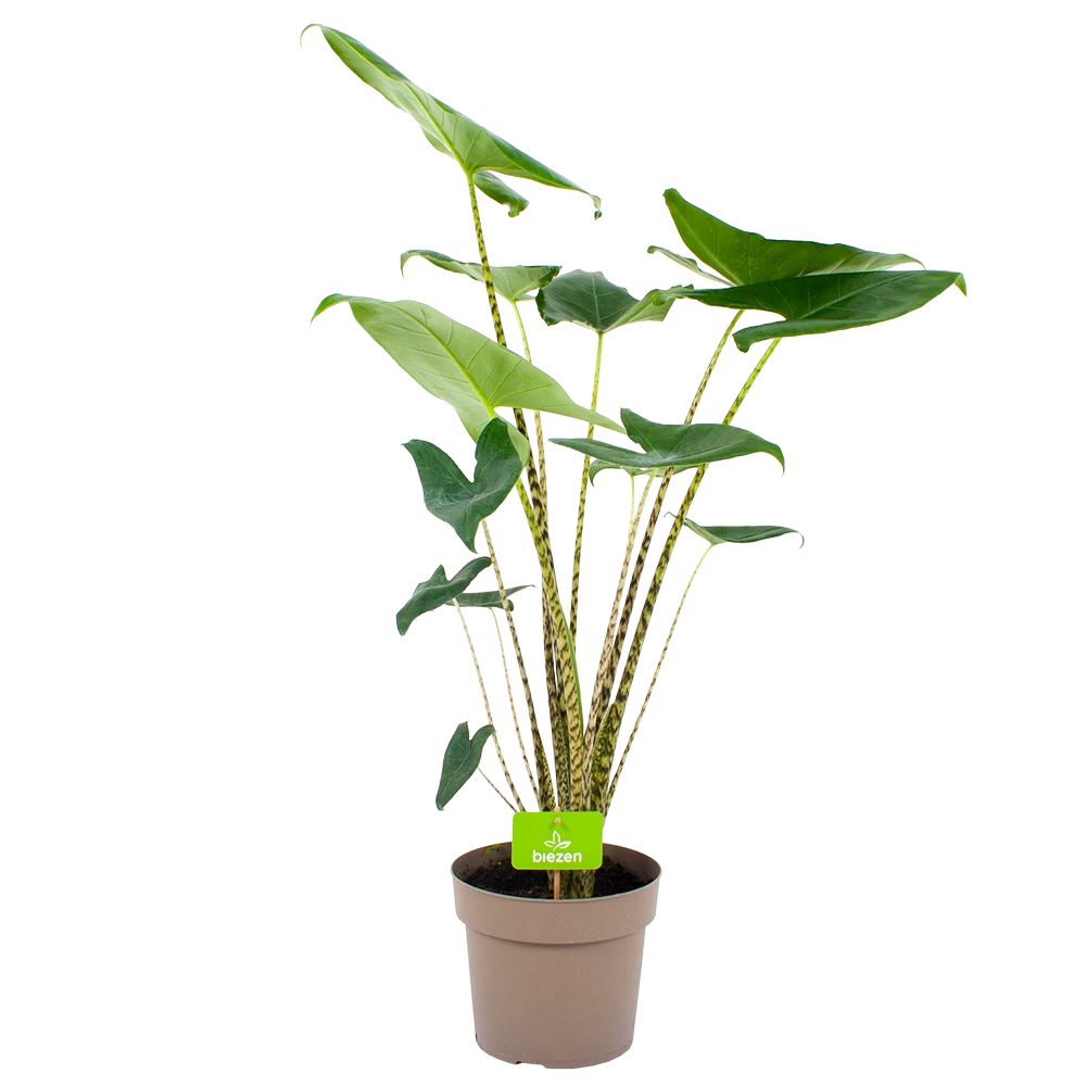 Alocasia Zebrina - Olifantsoor - P21 H70 - Kamerplant 1 Alocasia Zebrina - Olifantsoor - P21 H70 - Kamerplant