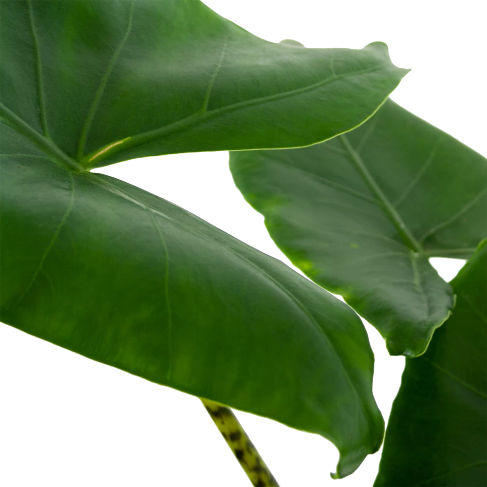 Alocasia Zebrina - Olifantsoor - P21 H70 - Kamerplant 2 Alocasia Zebrina - Olifantsoor - P21 H70 - Kamerplant - Afbeelding 2