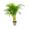 Areca - Goudpalm - P17 H90 - Kamerplant