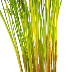 Areca - Goudpalm - P17 H90 - Kamerplant -Kamerplanten Winkel areca goudpalm p17 h90 6 2