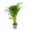 Areca - Goudpalm - P24 H120 - Kamerplant