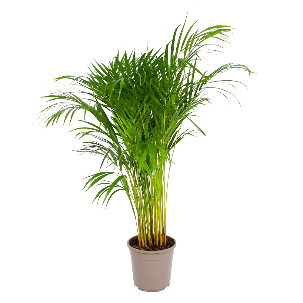 Areca - Goudpalm - P24 H120 - Kamerplant 1 Areca - Goudpalm - P24 H120 - Kamerplant