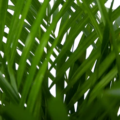 Areca - Goudpalm - P24 H120 - Kamerplant 7 Areca - Goudpalm - P24 H120 - Kamerplant -Kamerplanten Winkel areca goudpalm p24 h120 5