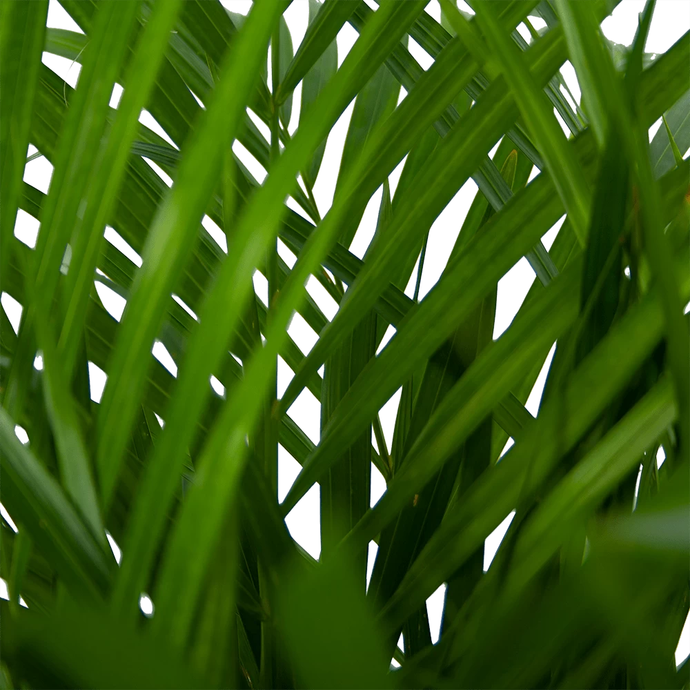 Areca - Goudpalm - P24 H120 - Kamerplant 3 Areca - Goudpalm - P24 H120 - Kamerplant - Afbeelding 3