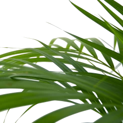 Areca - Goudpalm - P24 H120 - Kamerplant 8 Areca - Goudpalm - P24 H120 - Kamerplant -Kamerplanten Winkel areca goudpalm p24 h120 6