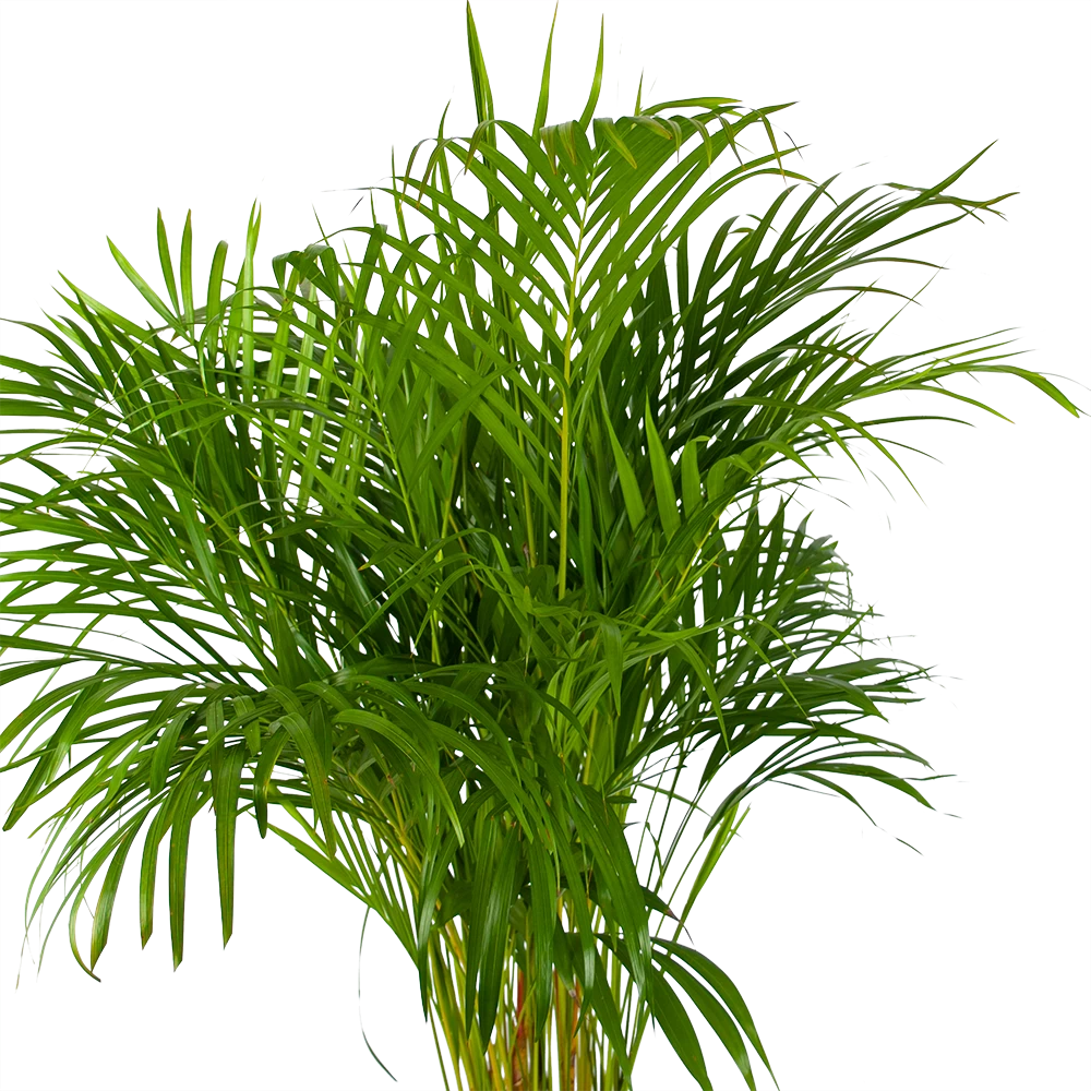 Areca - Goudpalm - P24 H140 - Kamerplant 2 Areca - Goudpalm - P24 H140 - Kamerplant - Afbeelding 2