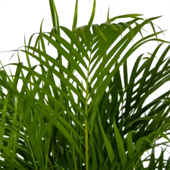 Areca - Goudpalm - P24 H140 - Kamerplant 6 Areca - Goudpalm - P24 H140 - Kamerplant -Kamerplanten Winkel areca goudpalm p24 h140 kamerplant 4