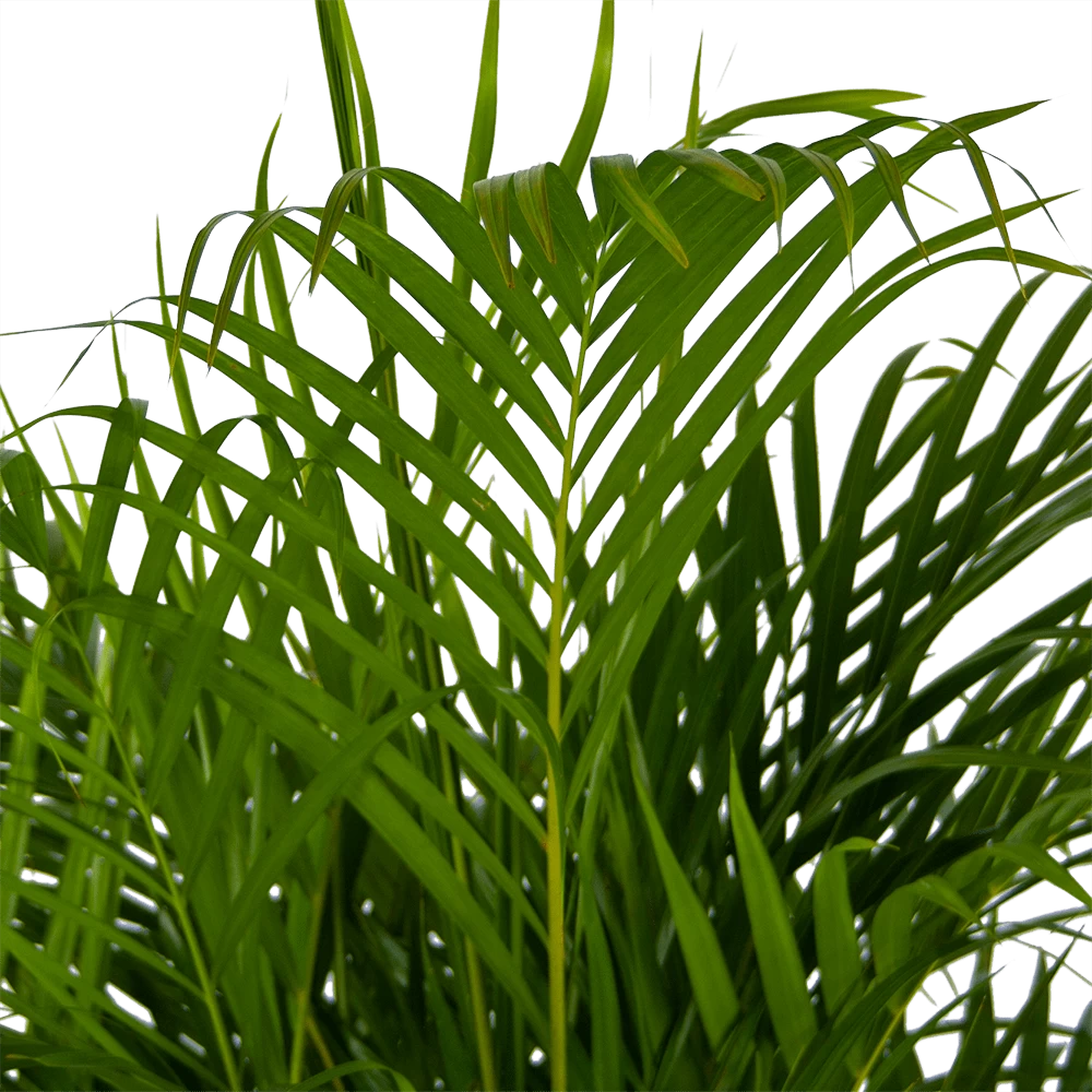 Areca - Goudpalm - P24 H140 - Kamerplant 3 Areca - Goudpalm - P24 H140 - Kamerplant - Afbeelding 3
