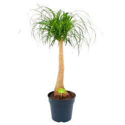 Beaucarnea Recurvata - Op Stam - Olifantenpoot - P27 H100 - Kamerplant