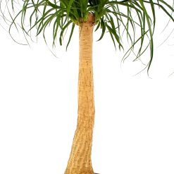 Beaucarnea Recurvata - Op Stam - Olifantenpoot - P27 H100 - Kamerplant -Kamerplanten Winkel beaucarnea recurvata op stam olifantenpoot p27 h100 6 1