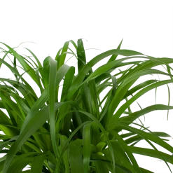 Beaucarnea Recurvata - Op Stam - Olifantenpoot - P32 H130 - Kamerplant -Kamerplanten Winkel beaucarnea recurvata op stam olifantenpoot p32 h130 6 3