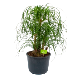 Beaucarnea Recurvata - Vertakt - Olifantenpoot - P26 H70 - Kamerplant