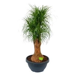 Beaucarnea Recurvata - Vertakt - Olifantenpoot - P44 H170 - Kamerplant