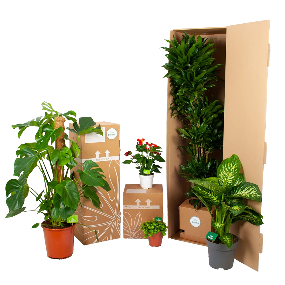 Peperomia Scandens Variegata - In Hangpot - P17 H30 - Kamerplant 4 Peperomia Scandens Variegata - In Hangpot - P17 H30 - Kamerplant - Afbeelding 4