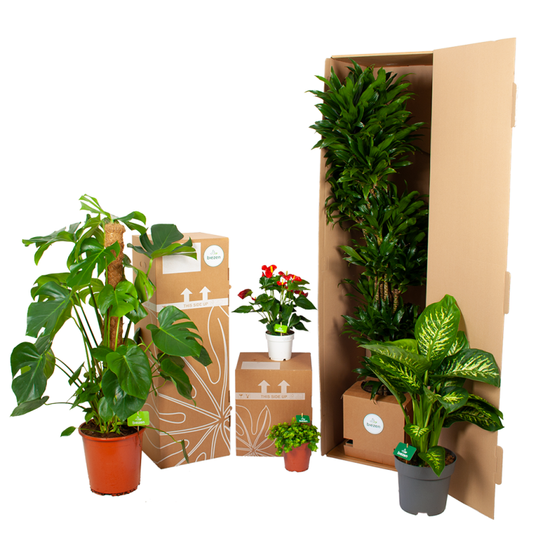 Kamerplanten Winkel 40 Kamerplanten Winkel -Kamerplanten Winkel biezen kamerplanten verpakking 6 26 768x768 1