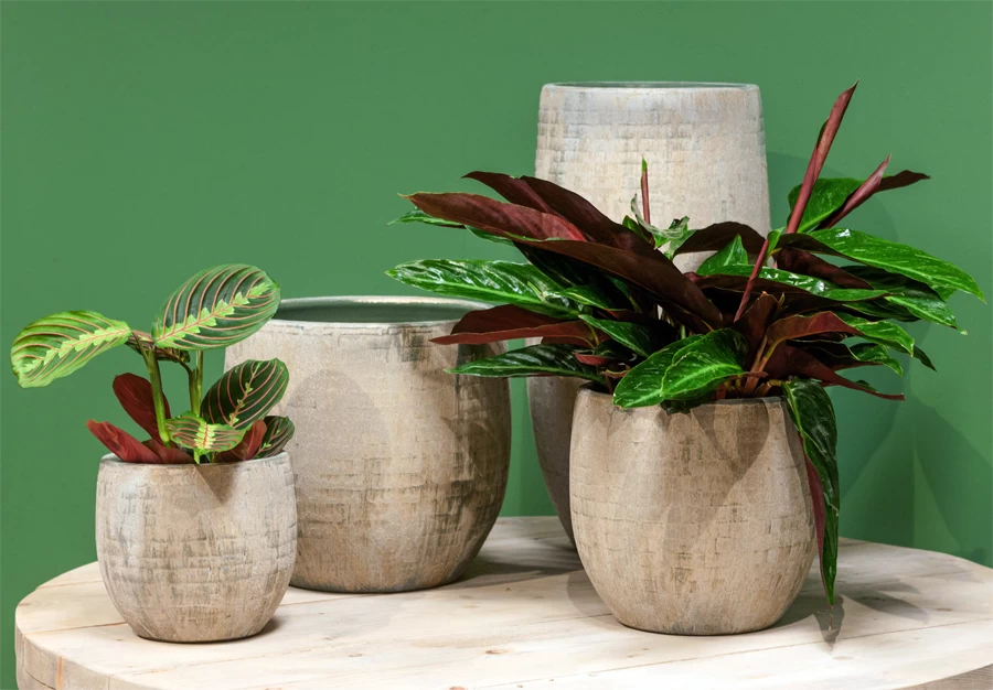 Bloempot Steef - D59 X H54cm - Creme Groen 2 Bloempot Steef - D59 X H54cm - Creme Groen - Afbeelding 2