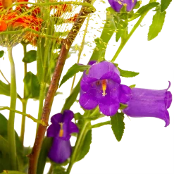 Boeket Plukgeluk Middel -Kamerplanten Winkel boeket plukgeluk middel boeketten 4