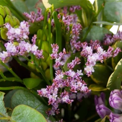 Kamerplanten Winkel 7 Kamerplanten Winkel -Kamerplanten Winkel boeket vrolijk seizoen boeketten 2 2
