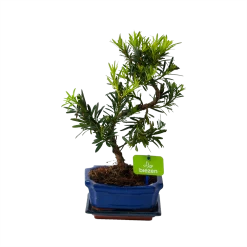 Bonsai Podocarpus Chinensis - P16 H30 - Kamerplant