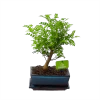 Bonsai Zanthoxylum Piperitum - Peperboom - P20 H30 - Kamerplant