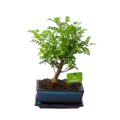 Bonsai Zanthoxylum Piperitum - Peperboom - P20 H30 - Kamerplant