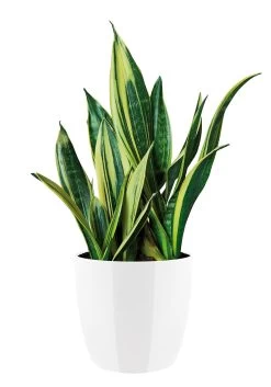 Bloempot Elho Brussels Diamond Rond 22cm - Wit -Kamerplanten Winkel brussels diamond rond 22cm bloempot wit 6 20