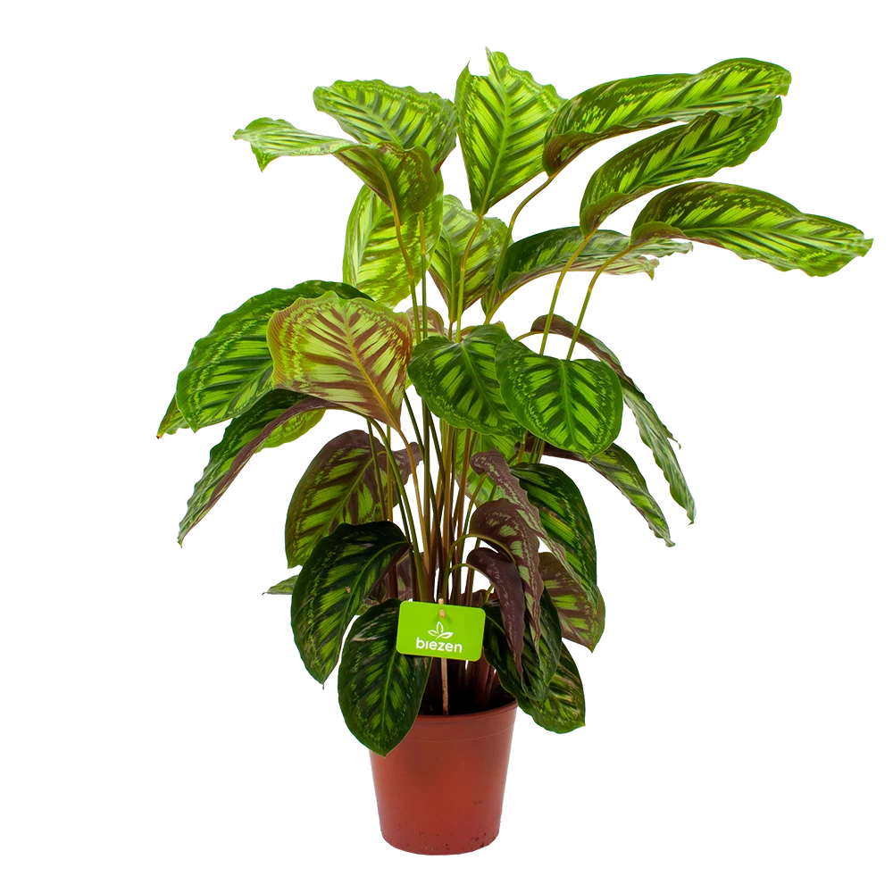 Calathea Flamestar - Schaduwplant - P19 H75 - Kamerplant 1 Calathea Flamestar - Schaduwplant - P19 H75 - Kamerplant