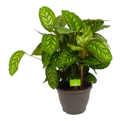 Uitgelichte producten 13 Calathea Flamestar - Schaduwplant - P32 H80 - Kamerplant