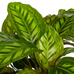 Uitgelichte producten -Kamerplanten Winkel calathea flamestar schaduwplant p32 h80 4