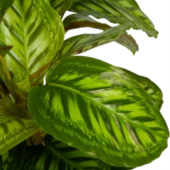 Calathea Flamestar - Schaduwplant - P32 H80 - Kamerplant 6 Calathea Flamestar - Schaduwplant - P32 H80 - Kamerplant -Kamerplanten Winkel calathea flamestar schaduwplant p32 h80 5
