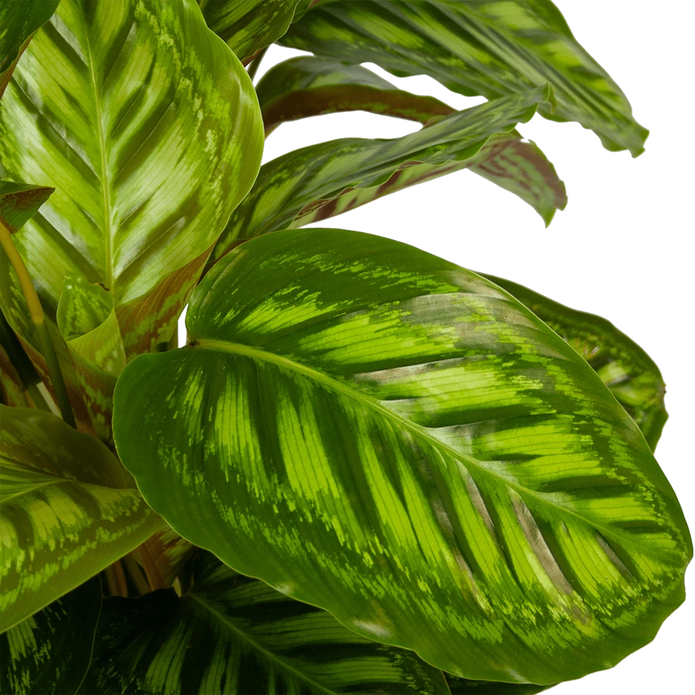 Calathea Flamestar - Schaduwplant - P32 H80 - Kamerplant 3 Calathea Flamestar - Schaduwplant - P32 H80 - Kamerplant - Afbeelding 3